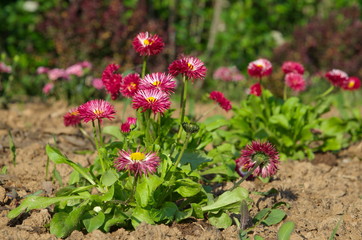 Obraz premium Red Daisy flowers (lat. Bellis perennis) in bloom in the garden