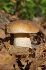 White mushroom or boletus (lat. Boletus edulis) grows in the forest