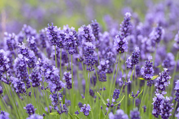 Lavender flowers blooming in the garden, beautiful lavender field.