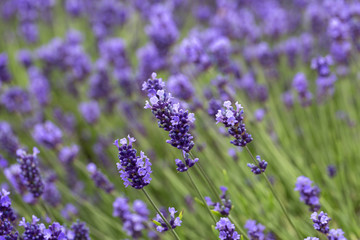 Fototapeta premium Lavender flowers blooming in the garden, beautiful lavender field.