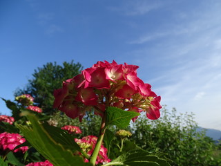 ortensia fiorita in primavera