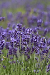 Obraz premium Lavender flowers blooming in the garden, beautiful lavender field