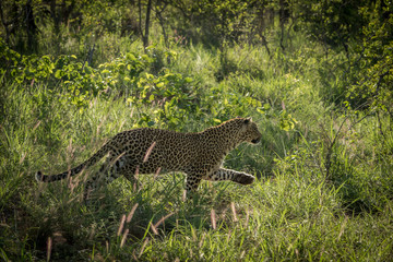 Leopard hunting in the early morning hours.