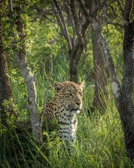 Female leopard scanning her territory for potential prey.