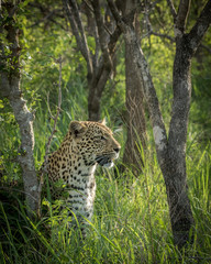 Female leopard looking for potential prey.