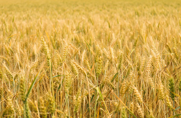Fototapeta premium Weizenfeld im Sonnenschein
