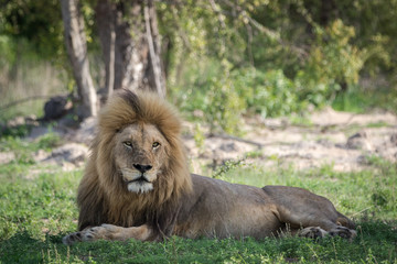Portrait of a beautiful male lion resting in the shade.