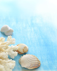 Obraz na płótnie Canvas Seashells and corals