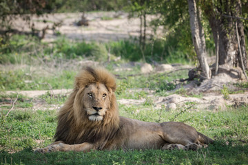 Obraz na płótnie Canvas Magnificent male Lion resting under a biig tree.