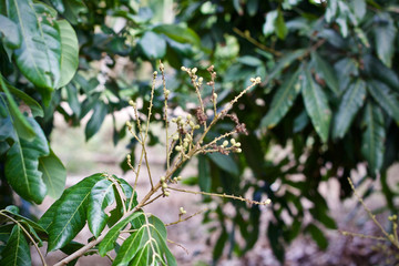 Longan sweet fruit Thai Food 