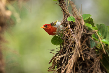 Wider angle of Red-headed weaver sitting on top of its nest.