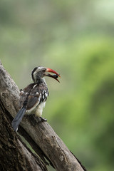 Red Billed hornbill eating a tasty and juicy bug.