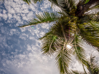 Fototapeta na wymiar Tropical palm leaves with sun light on blue sky