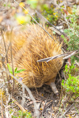 Short-beaked Echidna in the wild