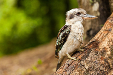 Kookaburra on a branch, Queensland, Australia