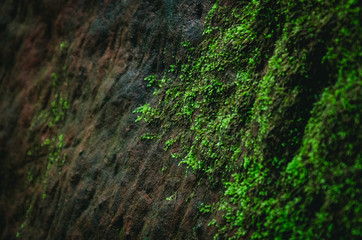 green moss grows on a rock in the forest