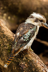 Kookaburra on a branch, Queensland, Australia