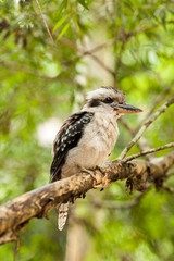 Kookaburra on a branch, Queensland, Australia