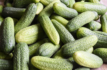 The harvest of fresh cucumbers