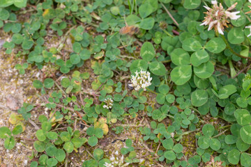 A bee taken in JapanA bee taken in Japan