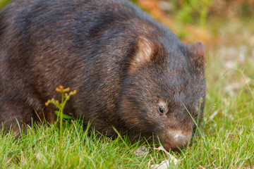 Australian wombat  carrying a baby in her pouch
