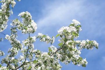 Apple blossom flowers in spring