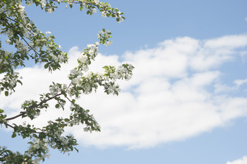 Apple blossom flowers in spring
