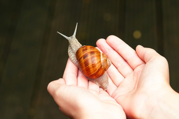 Large grape snail strip on the small hand of a child. Selective focus.