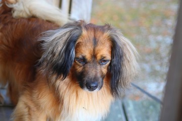 petit chien au bout de sa laisse sur le marché