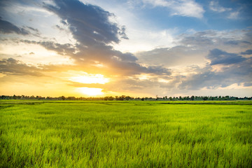 Fototapeta na wymiar Green fields Full of rice.