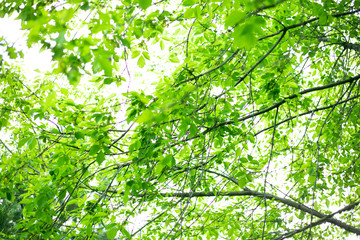 nature