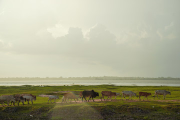 Group of cows traveling home.