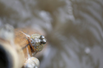 A blenny fish hang on bamboo.
