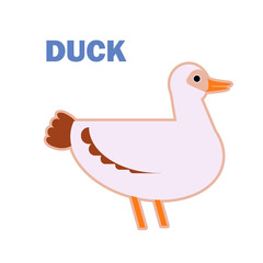 Domestic bird duck isolated