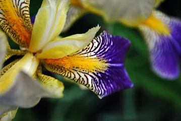 Crédence de cuisine en verre imprimé Iris Purple, white and yellow iris flower blooming, close up macro detail, organic texture, blurry green leaves background