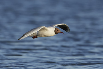 Fototapeta na wymiar Black-headed gull (Chroicocephalus ridibundus)