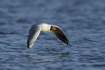 Black-headed gull (Chroicocephalus ridibundus)