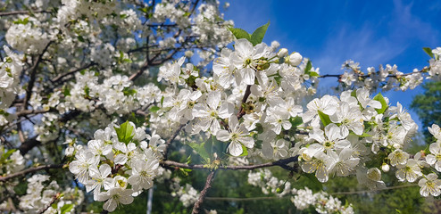 White cherry blossoms close-up on a tree branch. Springtime. Outside the house.