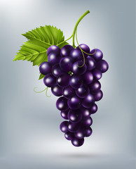 Purple table grapes, wine grapes, isolated, Vector illustration