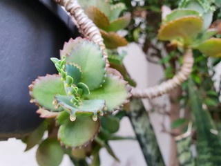 Soft Focus of bryophyllum pinnatum on blurred branch and leaves background. green tree as a background. Space for text in template. Ecological Concept,