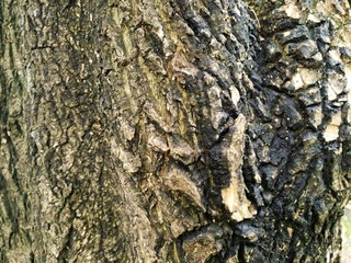 Wood texture background. trunk detail texture background. Bark tree texture wallpaper. Abstract background. postcard. Gnarl tree.