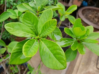 Top view of drops with branch and leaves Jasmine flower as a background. Natural green wallpaper, Ecological Concept. water drop on green leaf background. (Cape Jasmine, Cape Gardenia)