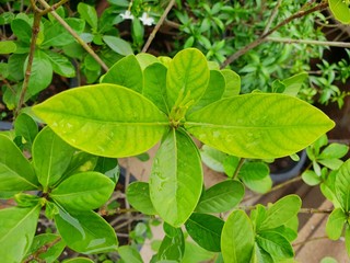 Top view of drops with branch and leaves Jasmine flower as a background. Natural green wallpaper, Ecological Concept. water drop on green leaf background. (Cape Jasmine, Cape Gardenia)