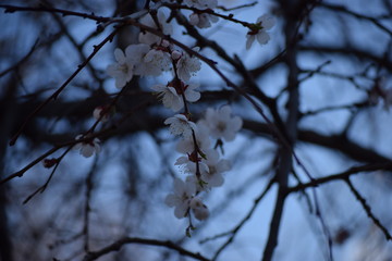 Cherry