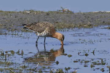 Black-tailed godwit (Limosa limosa)