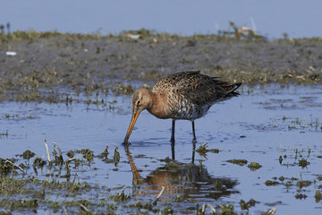 Black-tailed godwit (Limosa limosa)