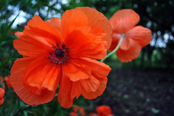 Blooming red-coral couple of poppies, close-up detail, soft blurry dark background