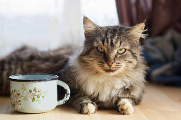 big fluffy grey tabby cat is on the table and looking at the camera