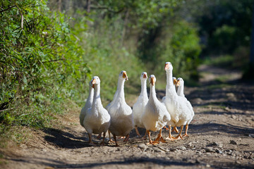 Geese white go on the road