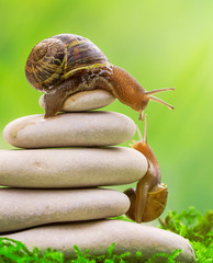 A snail on the top of a pile of pebbles encourages its partner.